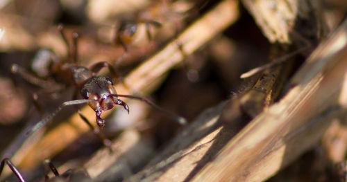 Close-up of insect