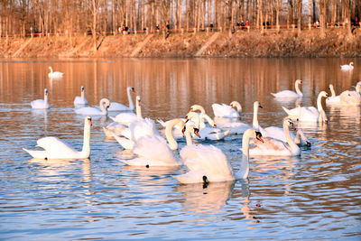 Swans in lake