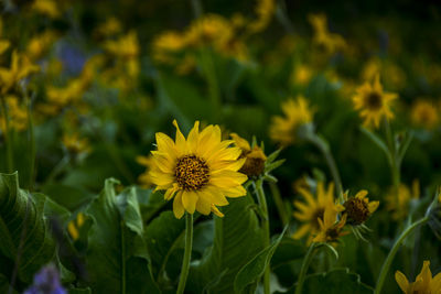 Close-up of yellow flowering plants on field