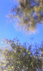 Low angle view of trees against blue sky