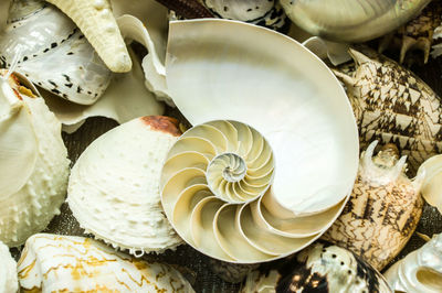 High angle view of shells