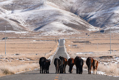 Horses standing on snow covered land