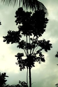 Low angle view of silhouette tree against sky