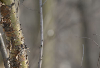 Close-up of tree trunk in forest