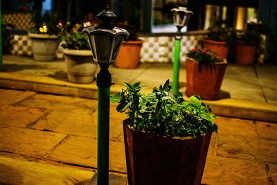 Potted plants by lamp in courtyard