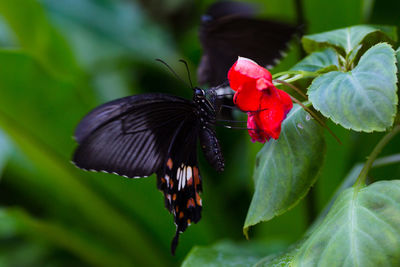 Close-up of butterfly pollinating on flower