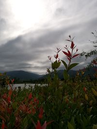 Flowers blooming against sky