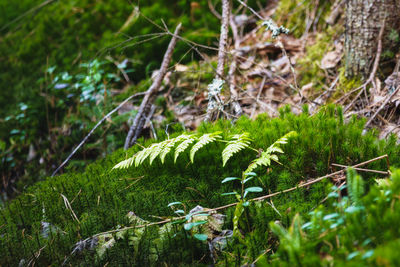 Close-up of moss growing on field