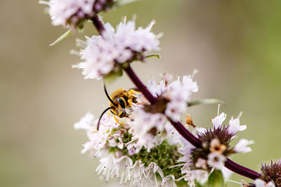 Close-up of bee pollinating on cherry blossom