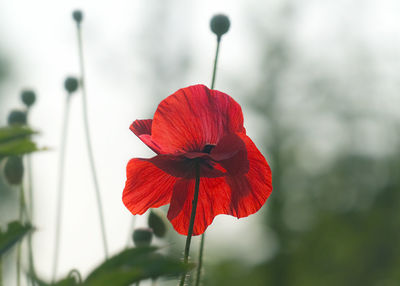 Close-up of red flower against blurred background