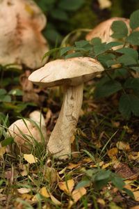 Close-up of mushroom on leaf