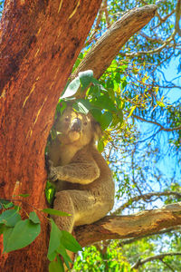 Low angle view of an animal sitting on tree trunk