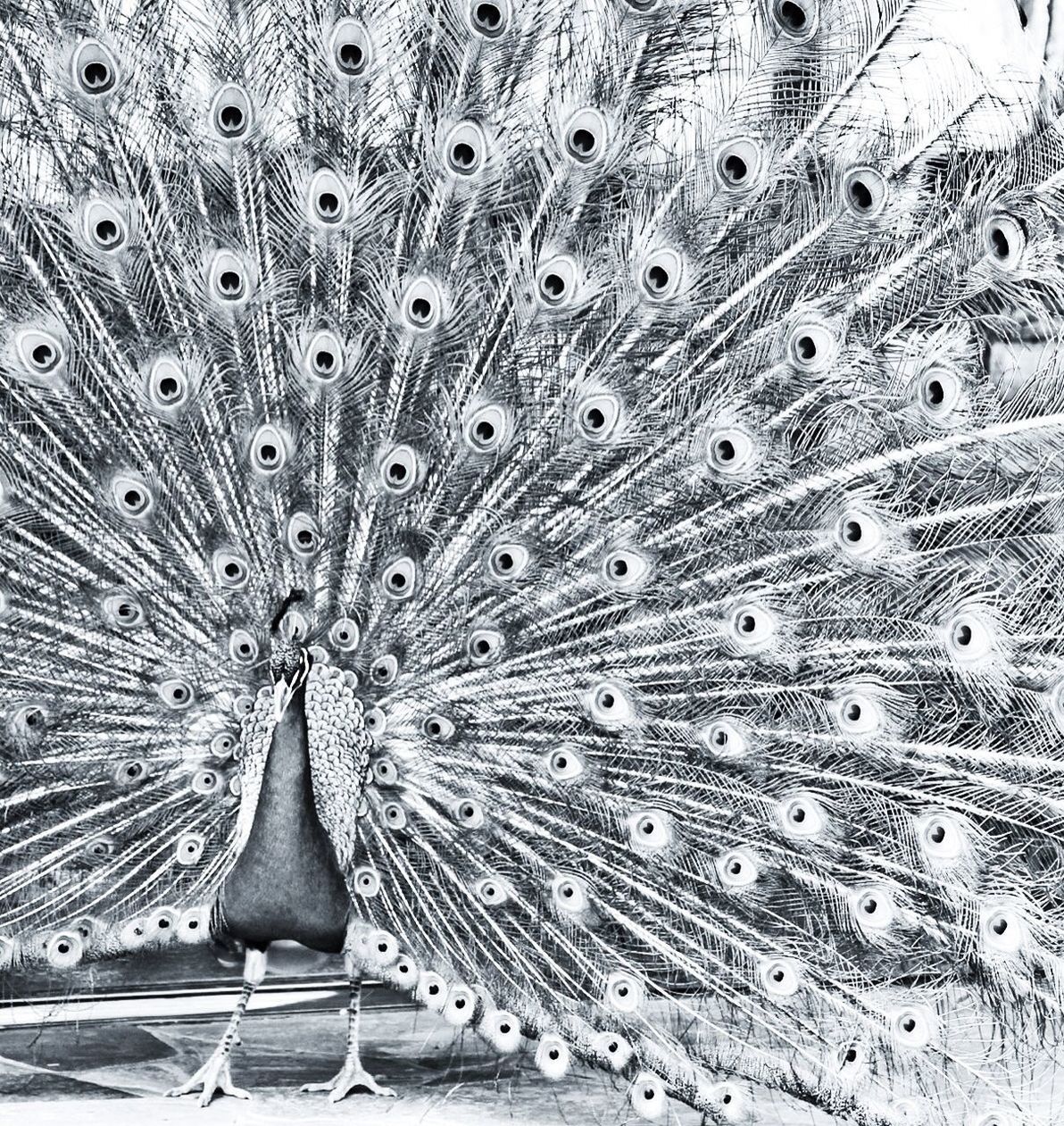 animal themes, animals in the wild, one animal, wildlife, peacock, rear view, close-up, bird, feather, full length, standing, day, outdoors, pattern, focus on foreground, natural pattern, side view, front view