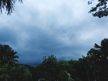 Low angle view of trees against sky