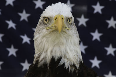 Close-up of eagle against blurred background