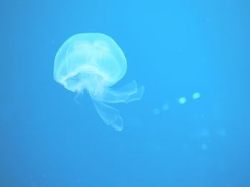 Low angle view of jellyfish underwater