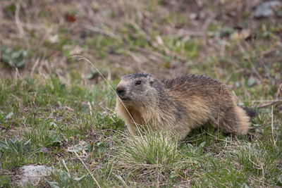 Close-up of a marmot on grass