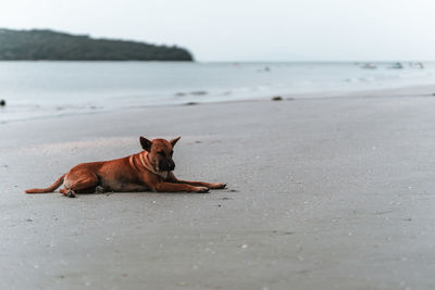 Dog lying on the beach