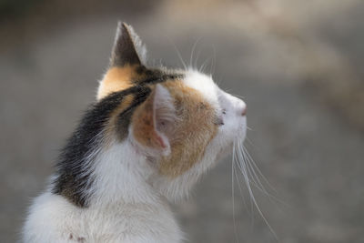 Close-up of cat