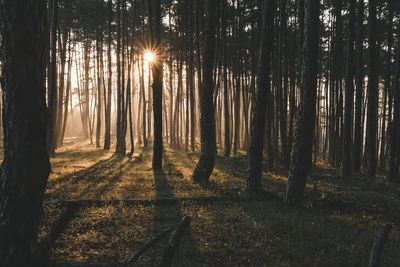 Sunlight streaming through trees in forest