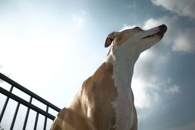 Low angle view of dog looking away against sky