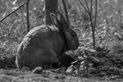 Close-up of rabbit by fence on field