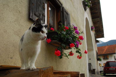 Cat on a wall of a building