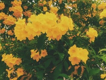 Close-up of yellow flowering plants