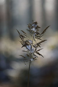 Close-up of flowering plant