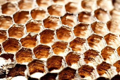 Close-up of bee on stone wall