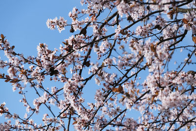 Low angle view of flowering tree against blue sky