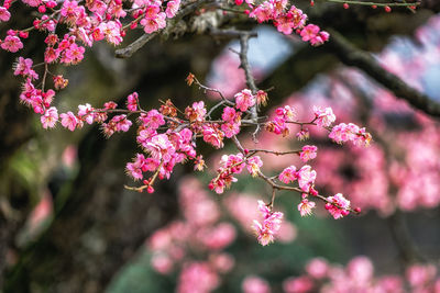 Tongdosa temple plum flower blossom. famous plum flower spring blossom in tongdosa temple .