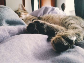 Close-up of cat sleeping