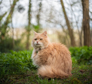 Portrait of cat