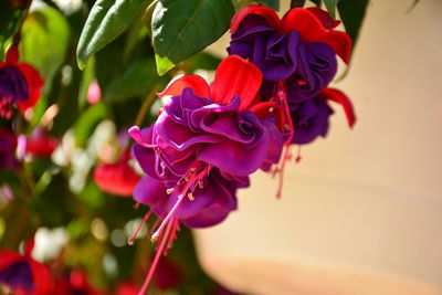 Close-up of red flowers blooming outdoors