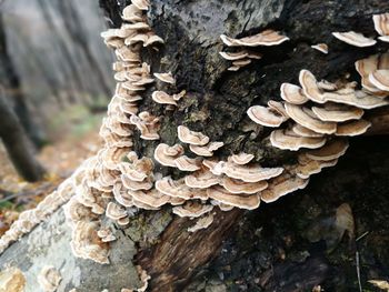 Close-up of mushrooms growing on tree trunk