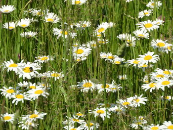 Close-up of white daisy flowers on field