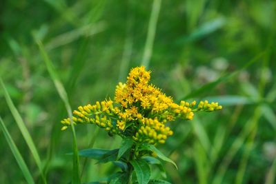 Close-up of yellow flowers blooming in field