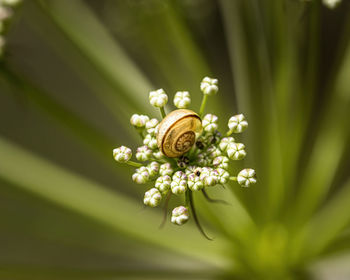Close-up of honey bee pollinating on flower