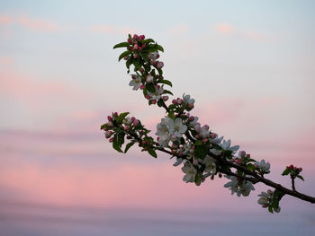 Close-up of pink flowering plant against sky