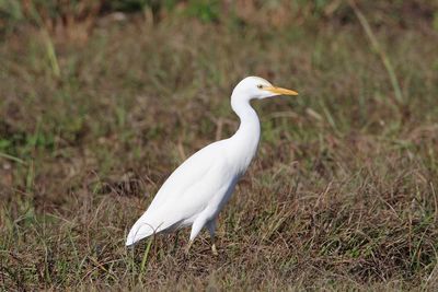 Bird perching on a field