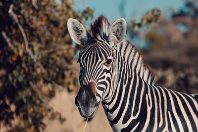 Close-up portrait of a zebra