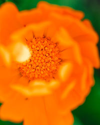 Close-up of orange flower