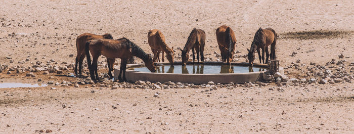 Horses standing in a field