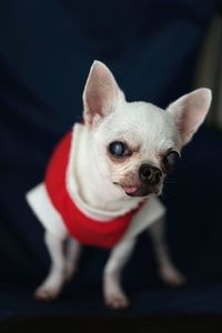 Chihuahua dog concept santa claus , christmas