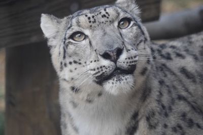 Close-up portrait of a cat