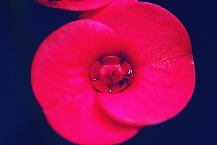 red, studio shot, black background, close-up, freshness, pink color, flower, fragility, petal, single object, copy space, single flower, beauty in nature, no people, flower head, pink, nature, vibrant color, night, selective focus