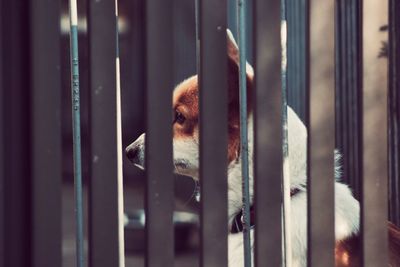 Close-up of dog behind fence