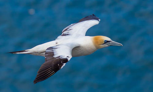 Gannet flying at sea