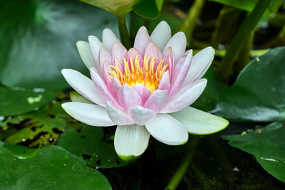 Close-up of water lily in lake